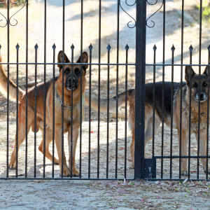 guard dogs
