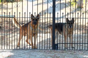 guard dogs